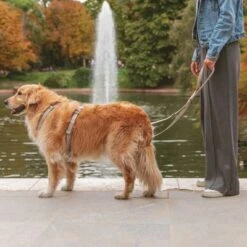 Arnés Nomad Tales Blush Beige Topo Para Perros -Mascota Suministros Ventas 323028 nomad tales blush geschirr taupe 01 2