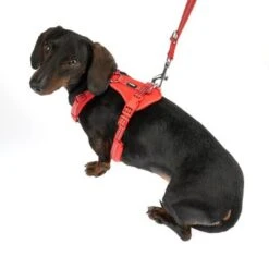 Arnés TIAKI Neoprene Rojo Para Perros 26 Arnés TIAKI Neoprene Rojo Para Perros -Mascota Suministros Ventas 323397 neoprene geschirr s fg 1498 9