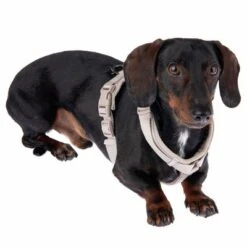 Arnés Nomad Tales Blush Beige Topo Para Perros -Mascota Suministros Ventas 323796 blush s fg 6910 5