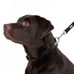 Collar Nomad Tales Blush ébano Para Perros -Mascota Suministros Ventas 324704 blush l fg 7241 2