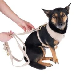 Correa Nomad Tales Calma Arena Para Perros -Mascota Suministros Ventas 324713 calma fg 7805 1