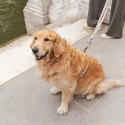 Correa Nomad Tales Blush Beige Topo Para Perros -Mascota Suministros Ventas 325296 325297 nomad tales blush hundeleine taupe hs 07 1