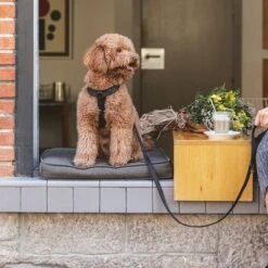 Correa Ajustable Nomad Tales Blush ébano Para Perros 17 Correa Ajustable Nomad Tales Blush ébano Para Perros -Mascota Suministros Ventas 325396 325397 nomadtales blush hundeleine ebony hs 02 5