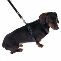 Correa Ajustable Nomad Tales Blush ébano Para Perros 18 Correa Ajustable Nomad Tales Blush ébano Para Perros -Mascota Suministros Ventas 325401 325396 blush s fg 6963 9