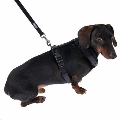 Correa Ajustable Nomad Tales Blush ébano Para Perros 5 Correa Ajustable Nomad Tales Blush ébano Para Perros - Imagen 5