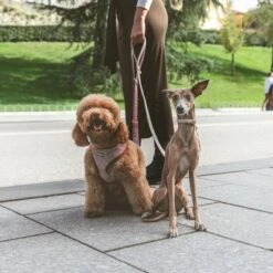 Correa Nomad Tales Calma Burdeos Para Perros -Mascota Suministros Ventas 325899 nomad tales calma hundeleine burgudy 120cm 03 3