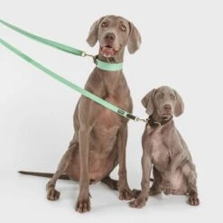 Collar Nomad Tales Bloom Menta Para Perros -Mascota Suministros Ventas 326798 nomad tales bloom halsband mint 02 9 1