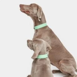 Collar Nomad Tales Bloom Menta Para Perros -Mascota Suministros Ventas 326798 nomad tales bloom halsband mint 05 8