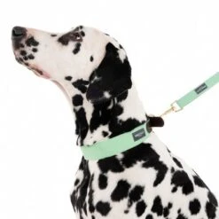 Correa Nomad Tales Bloom Menta Para Perros -Mascota Suministros Ventas 326801 328199 bloom l fg 7561 0