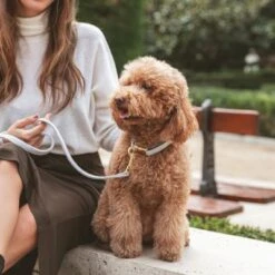 Correa Nomad Tales Calma Piedra Para Perros -Mascota Suministros Ventas 326806 326197 nomad tales calma halsband stone 03 5 1