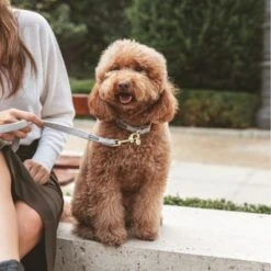 Correa Nomad Tales Calma Piedra Para Perros -Mascota Suministros Ventas 326806 326197 nomad tales calma halsband stone 04 2 1