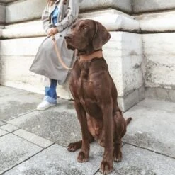 Correa Nomad Tales Bloom Caramelo Para Perros -Mascota Suministros Ventas 328202 328296 nt bloom leine caramel 0