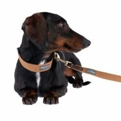 Correa Nomad Tales Bloom Caramelo Para Perros -Mascota Suministros Ventas 328697 328202 bloom xs fg 7393 5