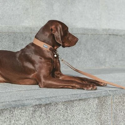 Correa Nomad Tales Bloom Caramelo Para Perros - Imagen 12