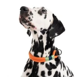 Collar Nomad Tales Spirit Mandarina Para Perros -Mascota Suministros Ventas 328997 spirit l fg 7427 6