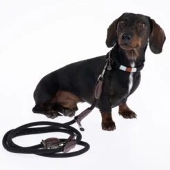 Correa Ajustable Nomad Tales Spirit ébano Para Perros 18 Correa Ajustable Nomad Tales Spirit ébano Para Perros -Mascota Suministros Ventas 329001 329396 spirit xs fg 7727 4