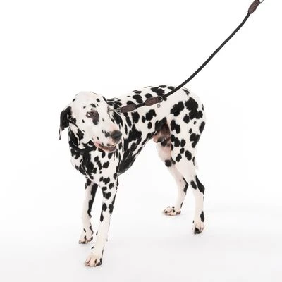 Correa Ajustable Nomad Tales Spirit ébano Para Perros 2 Correa Ajustable Nomad Tales Spirit ébano Para Perros - Imagen 2