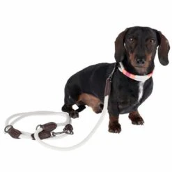 Collar Nomad Tales Spirit Piedra Para Perros -Mascota Suministros Ventas 329197 329397 spirit xs fg 7690 3