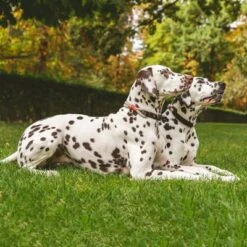 Collar Nomad Tales Spirit Piedra Para Perros -Mascota Suministros Ventas 329197 nomad tales spirit halsband stone 01 1