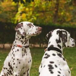 Collar Nomad Tales Spirit Piedra Para Perros -Mascota Suministros Ventas 329197 nomad tales spirit halsband stone 02 7