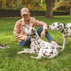 Collar Nomad Tales Spirit Piedra Para Perros -Mascota Suministros Ventas 329197 nomad tales spirit halsband stone 04 4