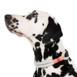 Collar Nomad Tales Spirit Piedra Para Perros -Mascota Suministros Ventas 329296 spirit l fg 7484 4