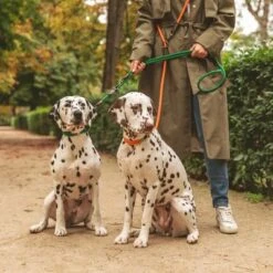 Correa Ajustable Nomad Tales Spirit Pino Para Perros -Mascota Suministros Ventas 329297 nomad tales spirit leine tangerine 05 0