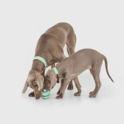 Pelota Portasnacks Nomad Tales Bloom Snack Roller Juguete Para Perros -Mascota Suministros Ventas 333015 nomad tales snack ball 02 1