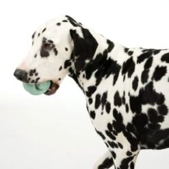 Pelota Portasnacks Nomad Tales Bloom Snack Roller Juguete Para Perros -Mascota Suministros Ventas 333015 rolling snack roll fg 0570 7