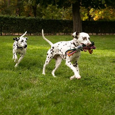 Cuerdas Varias Nomad Tales Spirit Multirope Juguete Para Perros 13 Cuerdas Varias Nomad Tales Spirit Multirope Juguete Para Perros - Imagen 13