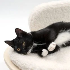 Sofá Osaka Modern Living Para Mascotas -Mascota Suministros Ventas 342803 modern living osaka katze 0644 6