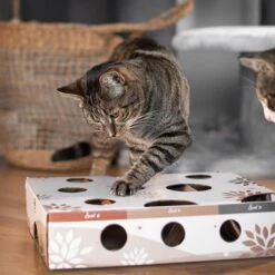 Canadian Cat Company MagicBox Juego De Inteligencia Para Gatos 28 Canadian Cat Company MagicBox Juego De Inteligencia Para Gatos -Mascota Suministros Ventas 346599 canadiancat company intelligenzspielzeug magicbox hs 18 2