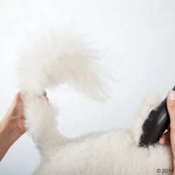 Máquina Cortapelo Moser Max50 -Mascota Suministros Ventas 465281 schermaschine moser max 50 02 0