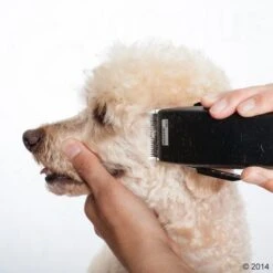 Máquina Cortapelo Moser Rex -Mascota Suministros Ventas 465375 schermaschine moser rex 05 2