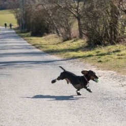 Zapatos Para Perros S & P Boots 25 Zapatos Para Perros S & P Boots -Mascota Suministros Ventas 52149 hundeschuhe xs fg 0890 4