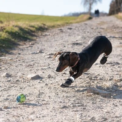 Zapatos Para Perros S & P Boots 4 Zapatos Para Perros S & P Boots - Imagen 4