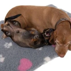 Manta Térmica Isobed Para Perros -Mascota Suministros Ventas 65084 isobed zooplus dsc3141 2