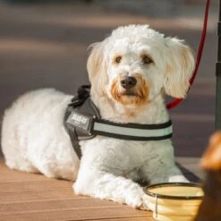 Julius K9 Arnés Julius-K9 IDC® Power Negro Para Perros -Mascota Suministros Ventas 65902 julius k9 idc powergeschirr schwarz hs10 7