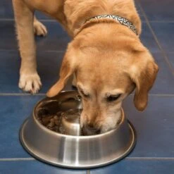 Comedero Antivoracidad De Acero Para Perros -Mascota Suministros Ventas 66349 antischlingnapf fg 1008 7