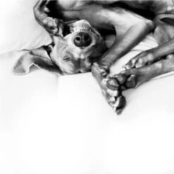 Difusor ADAPTIL® Calm Para Perros -Mascota Suministros Ventas 73499 adaptiltransportspray hs 08 3