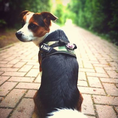 Julius K9 Arnés Julius-K9 IDC®-Power Camuflaje Para Perros 2 Julius K9 Arnés Julius-K9 IDC®-Power Camuflaje Para Perros - Imagen 2