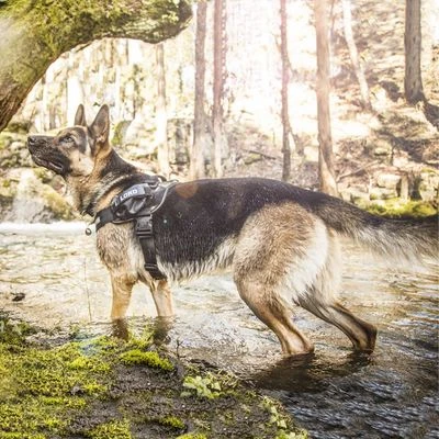 Julius K9 Arnés Julius-K9 IDC®-Power Camuflaje Para Perros 10 Julius K9 Arnés Julius-K9 IDC®-Power Camuflaje Para Perros - Imagen 10