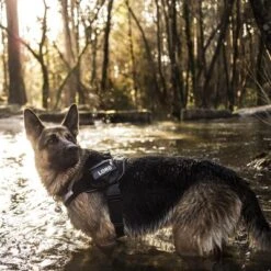 Julius K9 Arnés Julius-K9 IDC®-Power Camuflaje Para Perros 19 Julius K9 Arnés Julius-K9 IDC®-Power Camuflaje Para Perros -Mascota Suministros Ventas 74075 julius k9 idc powergeschirr camouflage 3 2