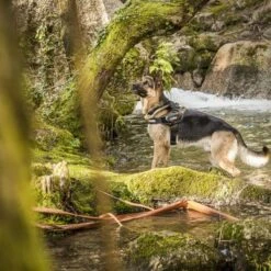 Julius K9 Arnés Julius-K9 IDC®-Power Camuflaje Para Perros 15 Julius K9 Arnés Julius-K9 IDC®-Power Camuflaje Para Perros -Mascota Suministros Ventas 74075 julius k9 idc powergeschirr camouflage 4 3