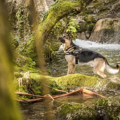 Julius K9 Arnés Julius-K9 IDC®-Power Camuflaje Para Perros 5 Julius K9 Arnés Julius-K9 IDC®-Power Camuflaje Para Perros - Imagen 5