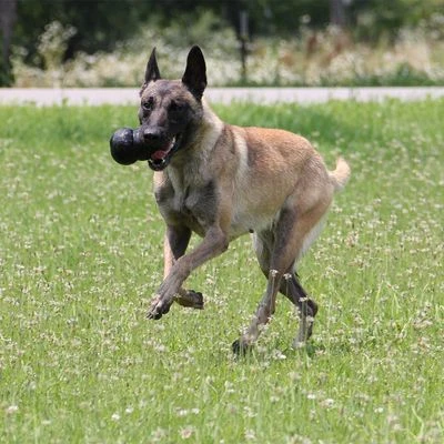 KONG Extreme Juguete Negro Para Perros 12 KONG Extreme Juguete Negro Para Perros - Imagen 12