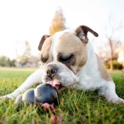 KONG Extreme Juguete Negro Para Perros 18 KONG Extreme Juguete Negro Para Perros -Mascota Suministros Ventas 74319 kongextremeschwarz hs 05 5