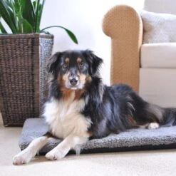 Colchón Ortopédico Pawz & Pepper Aurora 10 Colchón Ortopédico Pawz & Pepper Aurora -Mascota Suministros Ventas 78424 petlando pawzpepper hundekissen denver hs 08 6