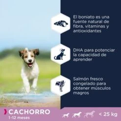 Eukanuba Grain Free Puppy Razas Pequeñas Y Medianas Con Salmón -Mascota Suministros Ventas 87102551848901 4