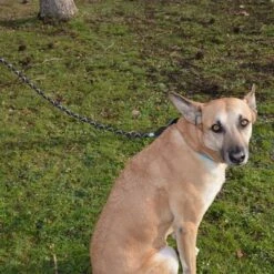 Julius K9 Correa Julius-K9 IDC® Cordino Para Perros -Mascota Suministros Ventas 89141 juliusk9 idcropeleash hs 04 8